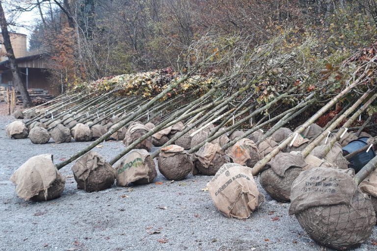 Viele neue Bäume liegen bereit, um gepflanzt zu werden.Stadt