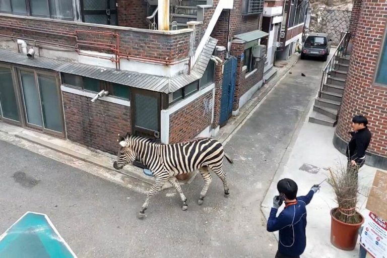 Zebra 