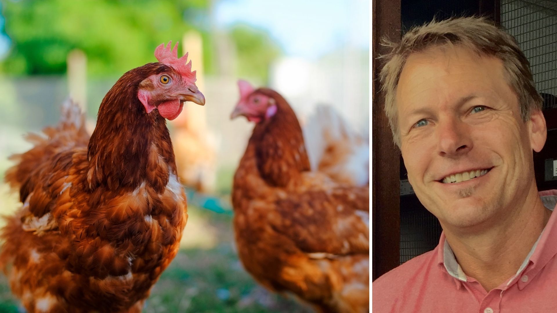 Vogelgrippe in Vorarlberg: So schätzt der Landesveterinär die Lage ein