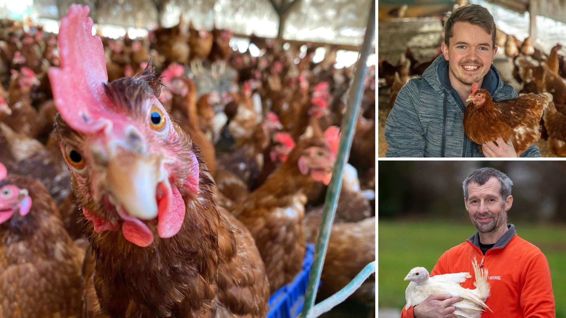 Stallpflicht endet: Das Geflügel darf wieder raus