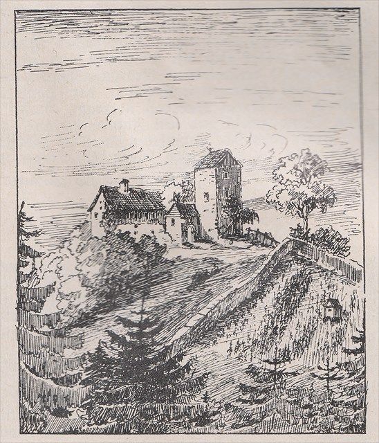 Wolfurter Weinberg nimmt Gestalt an