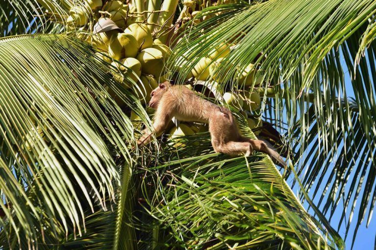 Affen werden in Thailand dazu gezwungen, Kokosnüsse zu ernten. Sie fristen meist ein Leben an der Kette. afp
