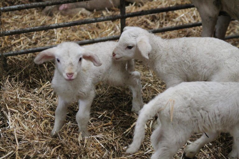 An Ostern wird gerne Lamm gegessen. Warum? Wie die Diözese Feldkirch berichtet, wird Jesus in der Bibel und auch in der heiligen Messe oft das „Lamm Gottes“ genannt. Das Lamm zu Ostern erinnert demnach auch an das Paschafest der Juden, bei dem ein Lamm gegessen wurde. Dieses Fest hat Jesus mit seinen Freunden noch kurz vor seinem Tod gefeiert. Auf alten Darstellungen trägt das Osterlamm oft eine Fahne, als Zeichen des Sieges. Christus, das Lamm Gottes, hat über den Tod gesiegt.