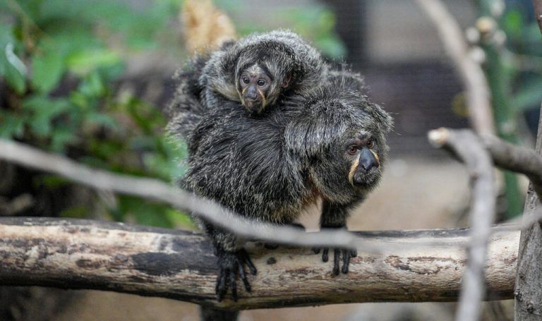 Auf Mamas Rücken erkundet die kleine Tabiki ihr Gehege.  Kölner Zoo/W. Scheurer