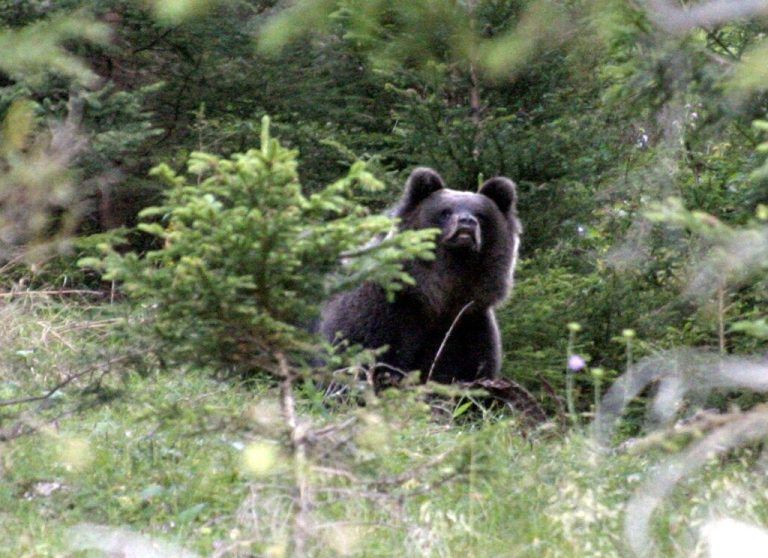 Begegnungen mit Bären sind in Vorarlberg laut Wildbiologen jederzeit möglich.DPA