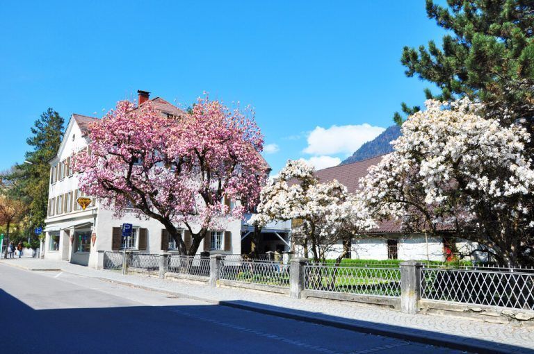 Beim Magnolienfest dürfen sich die Besucher auf zahlreiche Programmpunkte freuen. stadt bludenz
