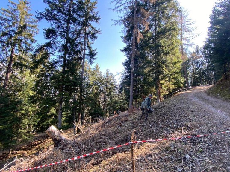 Der DNA-Abgleich hat es bestätigt: Vor knapp einer Woche hat die Bärin JJ4 einen Jogger angegriffen und getötet. apa