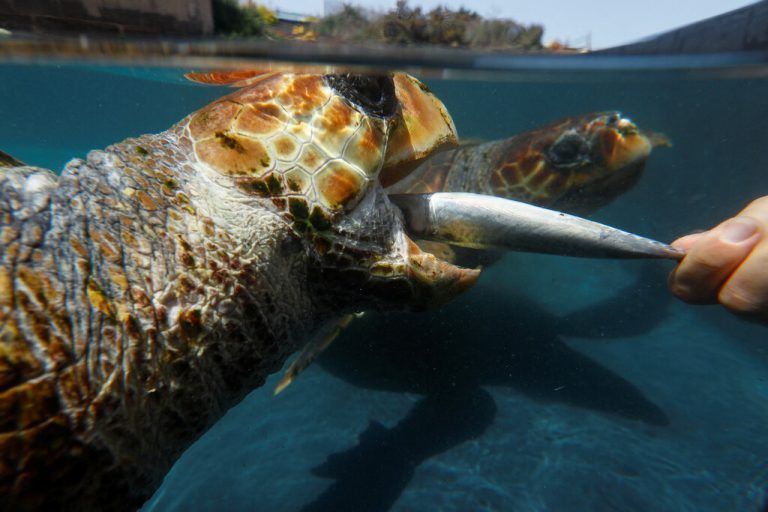 Ein Meeresbiologe füttert Karettschildkröten auf der Insel Gran Canaria. Die Tiere werden vor ihrer Freilassung aufgepäppelt. Reuters