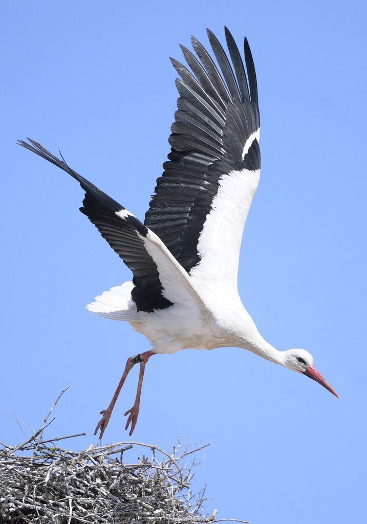 Ein Storch in Rust, Burgenland: Einige Paare haben schon ihre Nester bezogen. Die Vögel sind heuer etwas später dran als üblich. APA