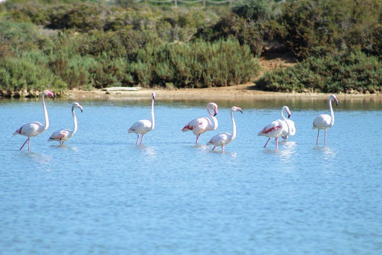Erinnert an die Camargue: der Ses Salines Nationalpark auf Ibiza.Shutterstock