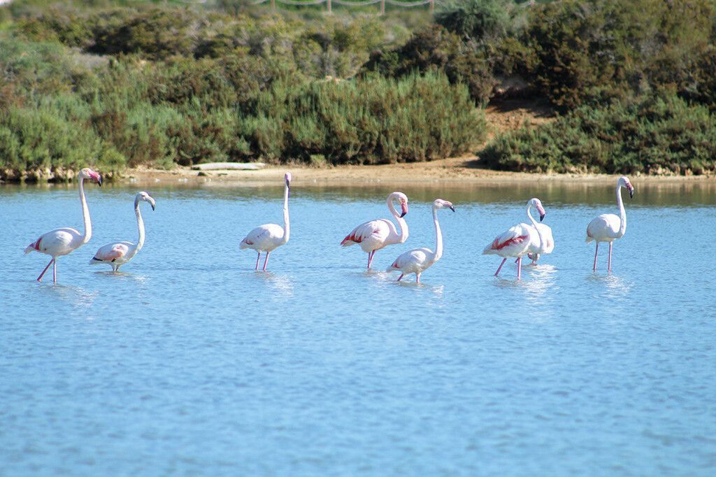 Flamingos und Salzseen