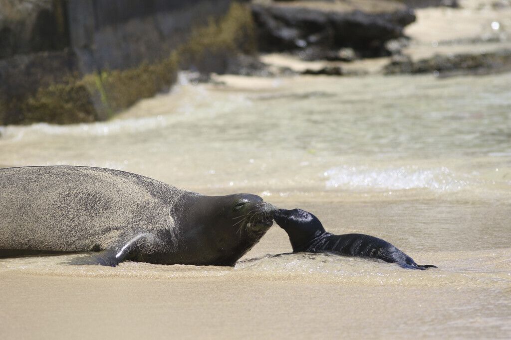 Hawaii sperrt beliebten Strand nach seltener Robbengeburt