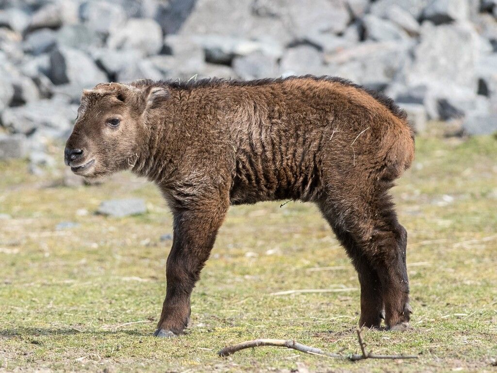 Kleiner Goldtakin