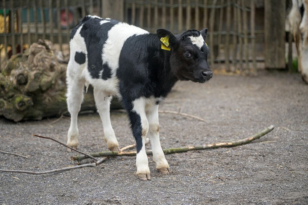 Seltenes Kälbchen