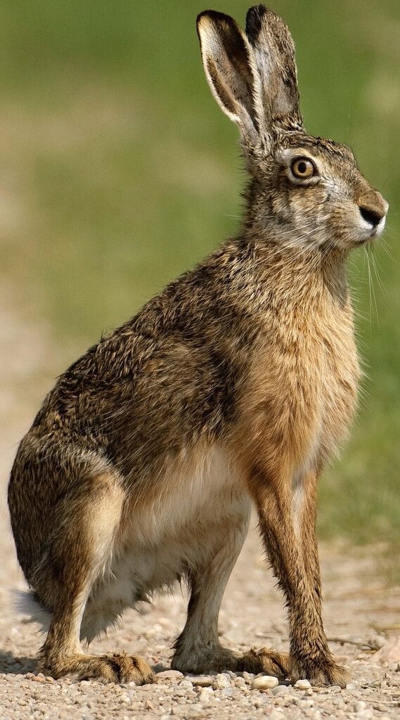 Der echte Osterhase hat es nicht leicht