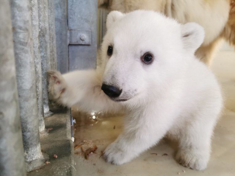 Kleine tierische Sensation