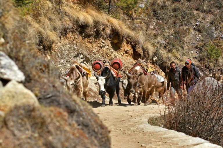 Für den Transport von Material für Bergsteiger am Mount Everest werden traditionell auf das Lastentragen trainierte Yaks und Jopkyos eingesetzt. afp