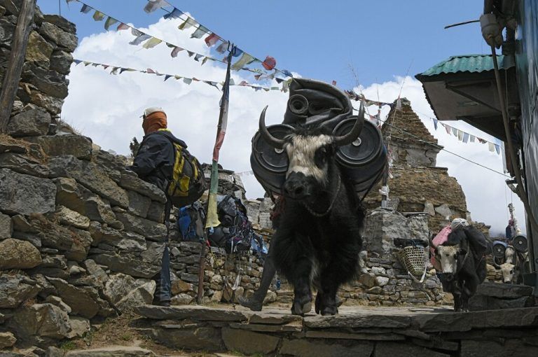 Für Transporte werden auf das Lastentragen trainierte Yaks eingesetzt. afp