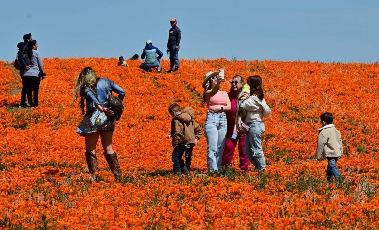 Im Antelope Valley California Poppy Reserve in Lancaster, Kalifornien, bestaunen Besucher die Blütenpracht. AFP