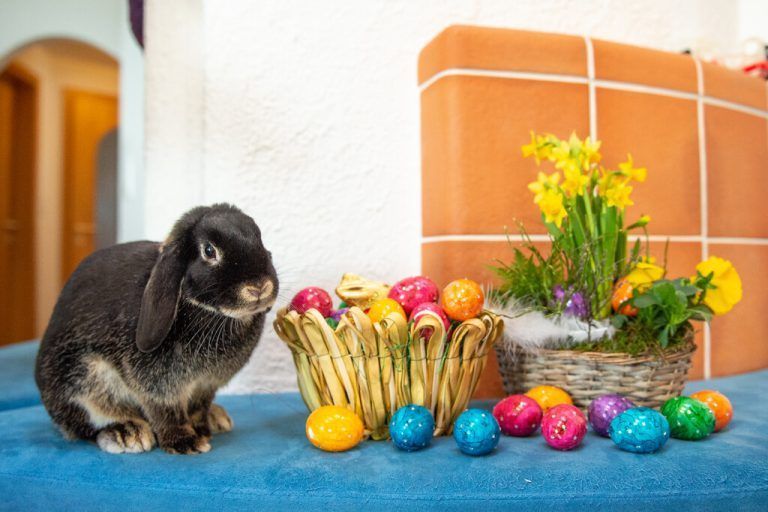 Im Gegensatz zum Osterhasen (im Bild) ist das Leben der Wildhasen nicht immer eitel Wonne. VN/Rhomberg