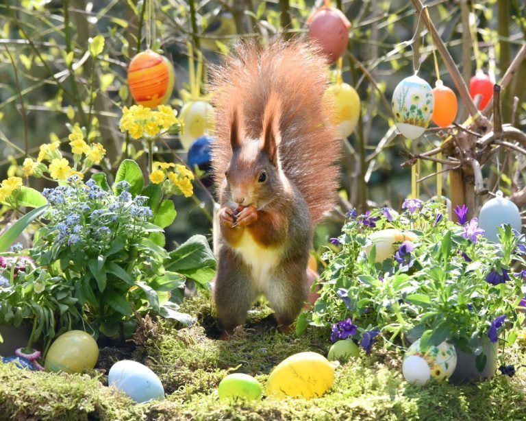 In einem Garten am Stadtrand von Leipzig hat ein Eichhörnchen in einer Blumenschale ausgestreutes Meisenfutter gefunden. APA/DPA