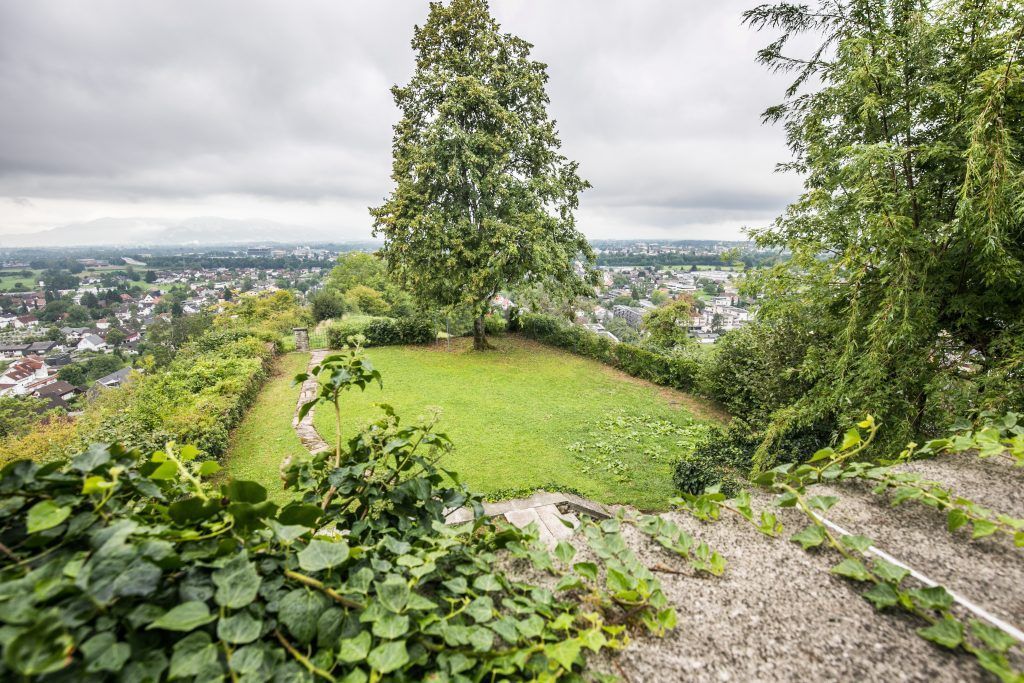 Wolfurter Weinberg nimmt Gestalt an