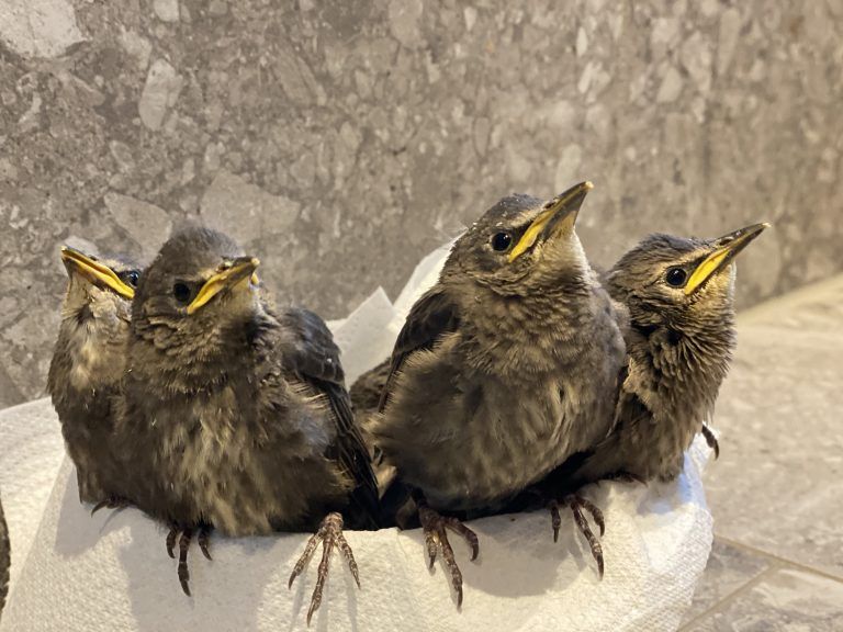 VDT Katharina Feurstein Wildtierhilfe
