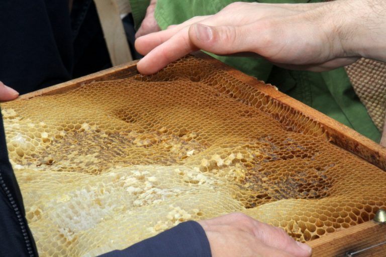 Die Besucherinnen und Besucher konnten die Arbeit der fleißigen Bienen bestaunen.