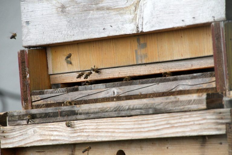 Einer richtige Bienenkönigin samt Bienenvolk konnte bei der "Arbeit" beobachtet werden.