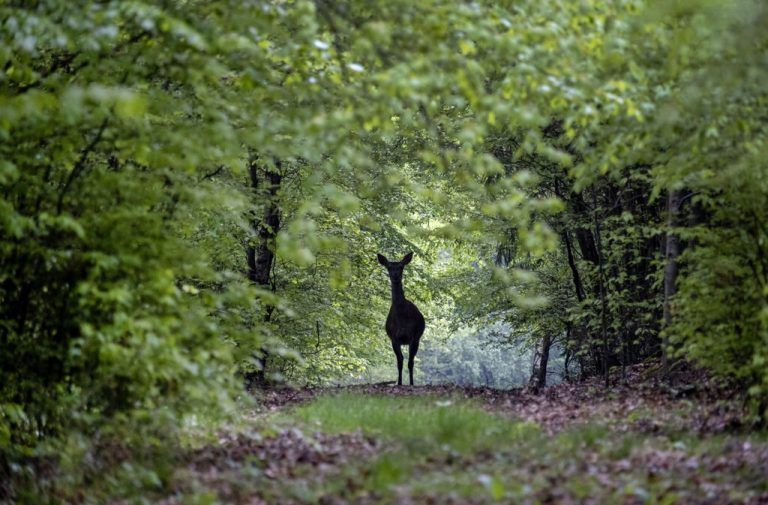 Am frühen Morgen ist in den Wäldern der Taunus-Region in der Nähe von Frankfurt, Deutschland, ein Reh zu sehen. AP