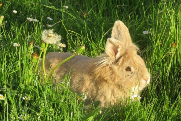 Am Pfingstmontag gibt es Rassekaninchen zu bestaunen.Rassekleintierzuchtverein Wolfurt