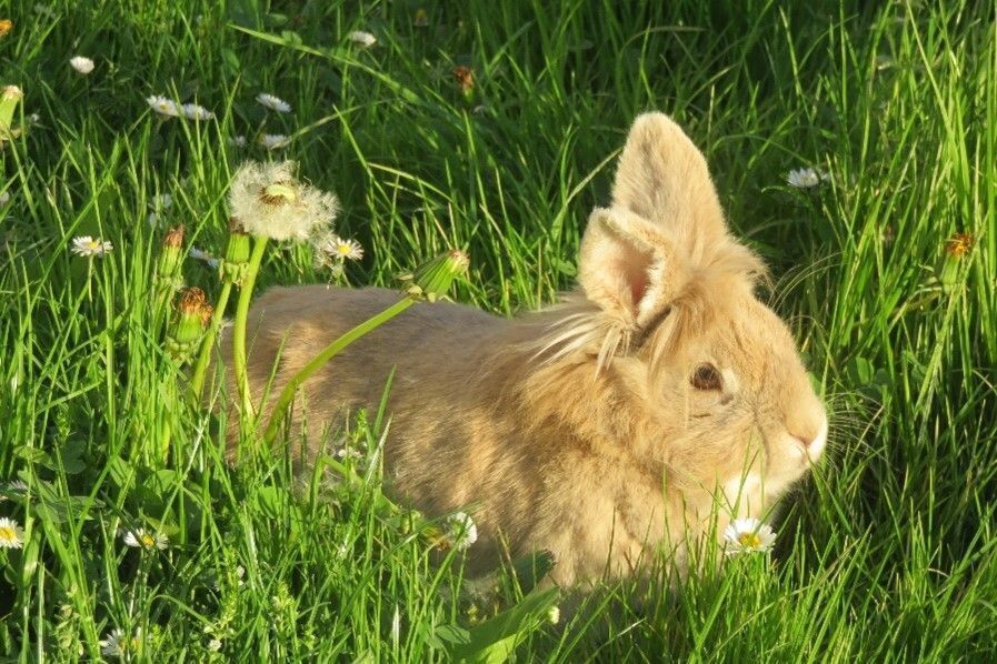 Freilandschau am Pfingstmontag
