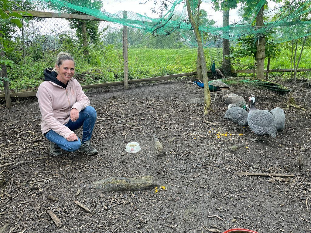 Majestätische Vögel auf dem Bauernhof