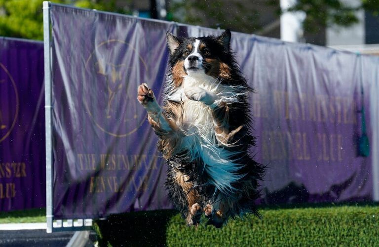 Dieser süße Vierbeiner hat am Wochenende an der jährlichen Westminster Kennel Club Hundeshow in New York teilgenommen. AFP