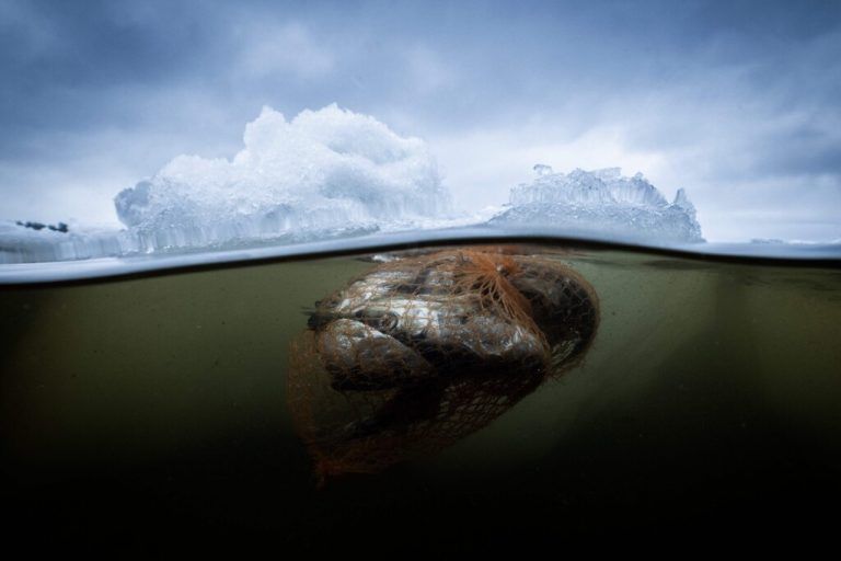 Dieses Bild zeigt tote Heringe, die sich in der Nähe von Pietarsaari in Finnland in einem Plastiknetz verfangen haben. AFP