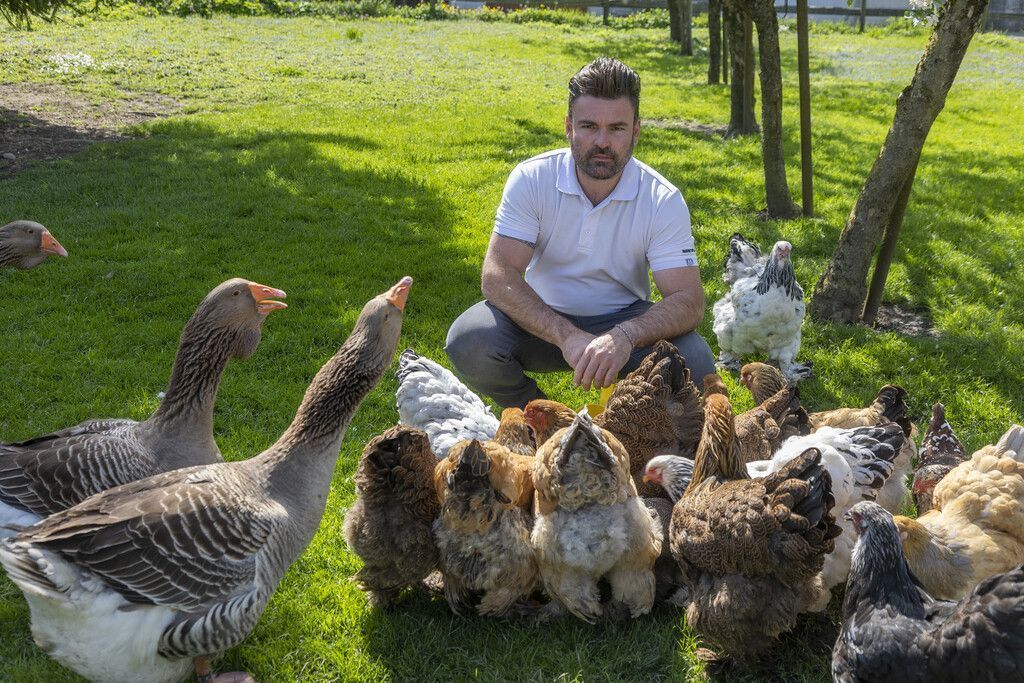 Raubvögel vermehrt in Siedlungsgebieten