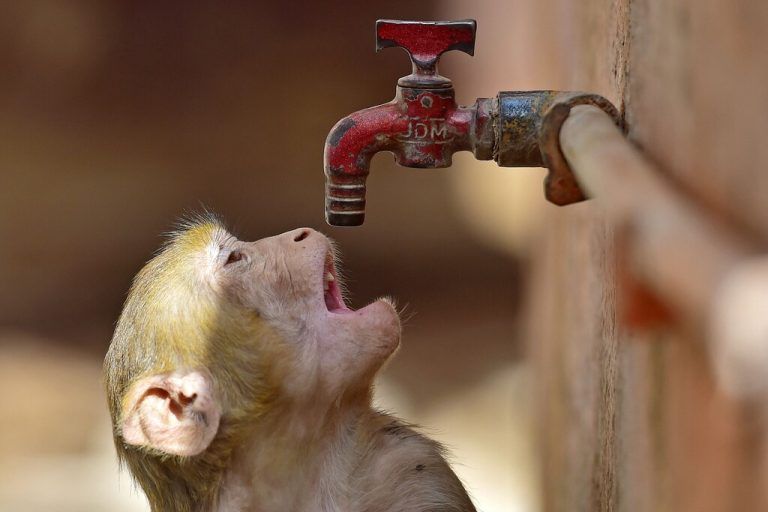 Ein Affe versucht an einem heißen Sommertag im indischen Prayagraj seinen Durst aus einem Wasserhahn zu stillen. AFP