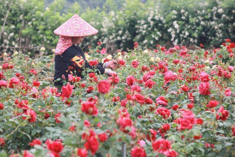 Eine Bäuerin kümmert sich in Hangzhou in der ostchinesischen Provinz Zhejiang um blühende Rosen. AFP