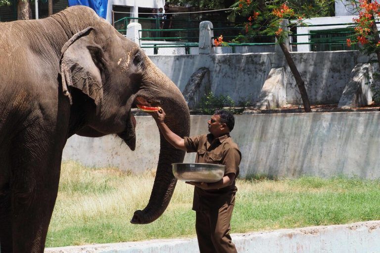 Elefant Rupa bekommt an einem heißen Sommertag im Kamla Nehru Zoological Garden in Ahmedabad, Indien, eine Wassermelone. AFP