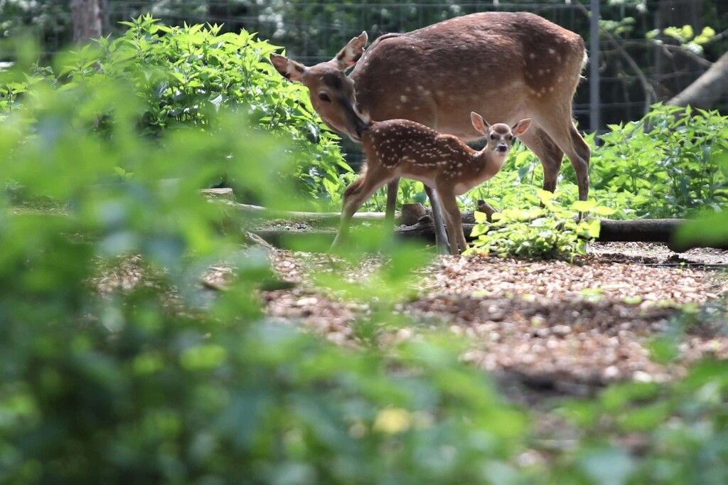 Kleiner ­Sikahirsch