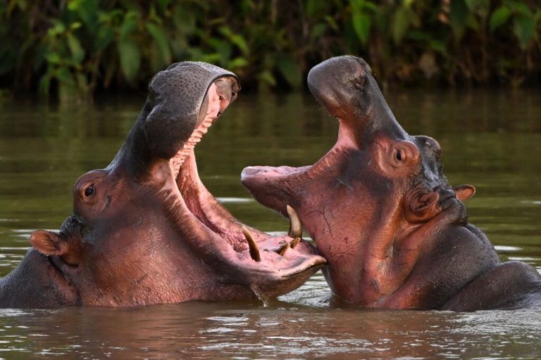 Flusspferde, Nachkommen einer Herde aus dem Besitz von Drogenboss Pablo Escobar, sind in freier Wildbahn in Dorada, Kolumbien, zu sehen. AFP