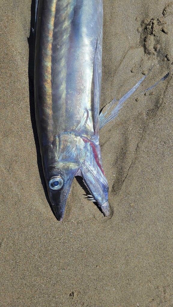 Gespenstisch aussehende Fische vor Oregon entdeckt