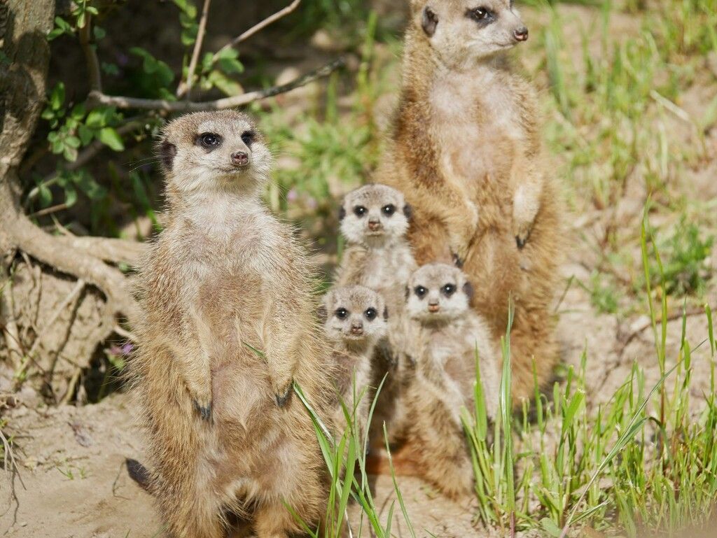 Kleine Männchen, große Stars
