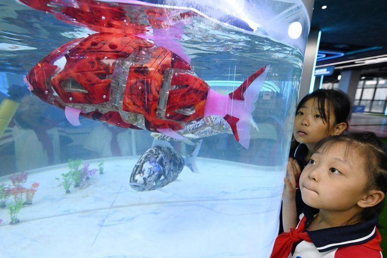 Schülerinnen beobachten Roboterfische in einer Bildungsstätte für Künst­liche Intelligenz in der chinesischen Stadt Handan. AFP