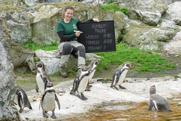 Tierpflegerin Denise Diederich beim Zählen der Humboldtpinguine. Bei Fischen oder Quallen erweise sich die Durchführung hingegen als nahezu unmöglich. apa/Tiergarten SChönbrunn
