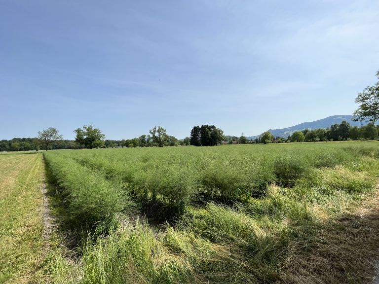 So sieht die Spargelpflanze im Sommer aus, bis zu 1,80 Meter kann sie hoch werden. <span class="copyright">VN/Plesch </span>