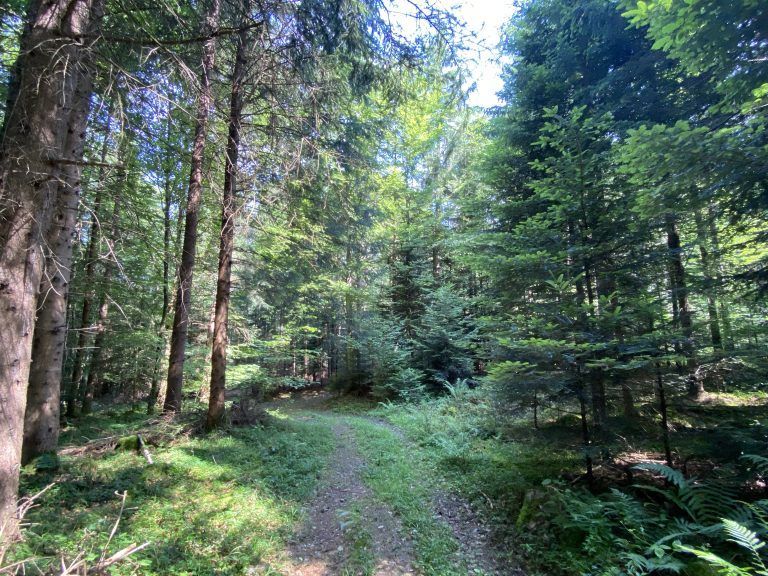 Die Wege und der Wald sollen so natürlich, wie sie sind, belassen werden. <span class="copyright">VN/Haller</span>
