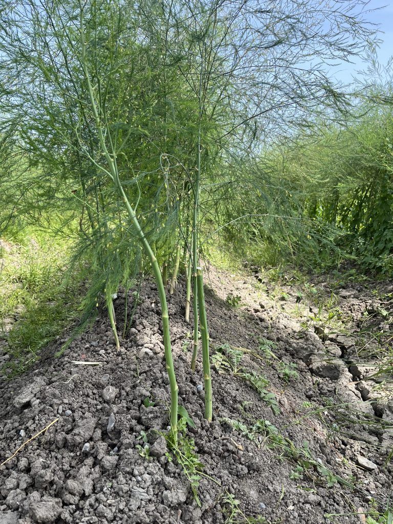 Im Sommer bilden sich farnähnliche Pflanzen. <span class="copyright">VN/Plesch </span>
