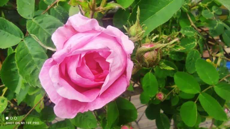 Die Blüten der Damaszenerrose ranken sich am Haus entlang.