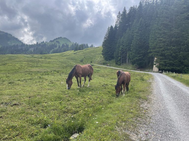 Neben Kühen grasen auch Pferde auf den saftigen Weiden neben dem Weg in Richtung Rossstelle.